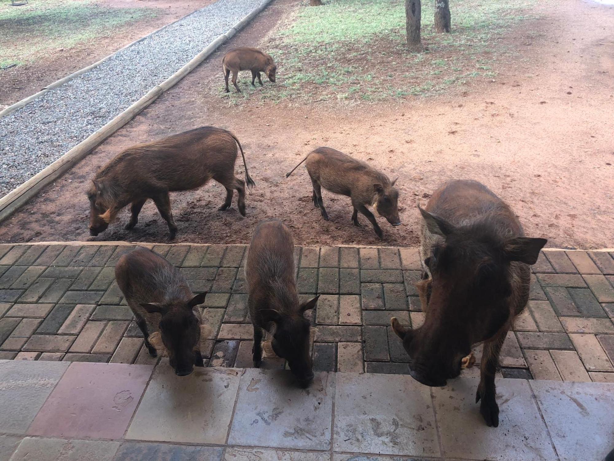 Makhato Bush Lodge 111 Бела-Бела Екстер'єр фото